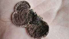 Hexagonia hydnoides