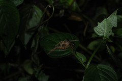Heteropoda pingtungensis