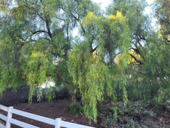 Schinus molle