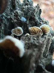 Crepidotus variabilis