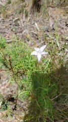 Wahlenbergia stricta