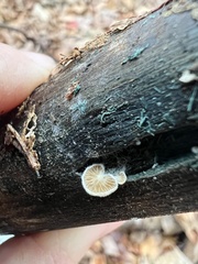 Crepidotus variabilis