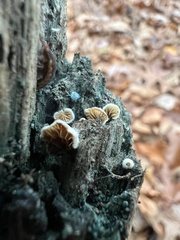 Crepidotus variabilis