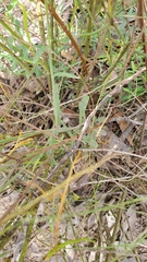 Wahlenbergia stricta