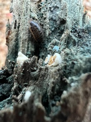 Crepidotus variabilis