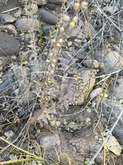 Stemodia durantifolia