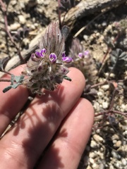 Dalea mollis