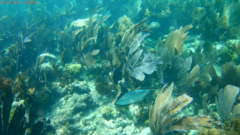 Caranx ruber