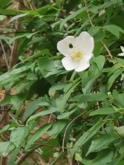Philadelphus