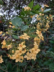 Senna surattensis