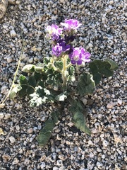 Phacelia crenulata