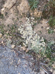 Pseudognaphalium biolettii