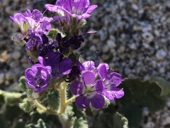 Phacelia crenulata