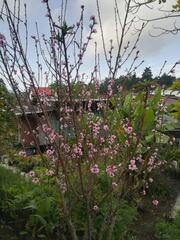 Prunus triloba