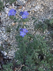 Phacelia distans