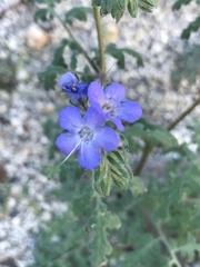 Phacelia distans