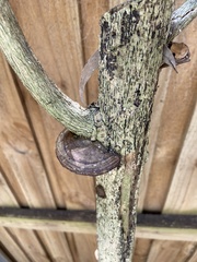 Hexagonia tenuis