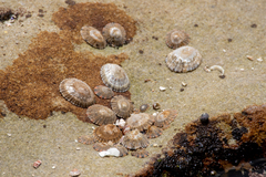 Cellana tramoserica