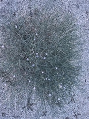 Stephanomeria exigua