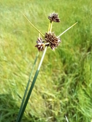 Cyperus gymnocaulos