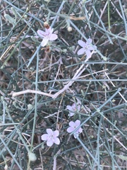 Stephanomeria exigua