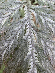 Selaginellaceae
