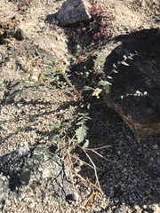 Chylismia claviformis