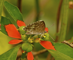 Theclinesthes serpentata