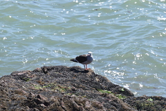 Leucophaeus scoresbii