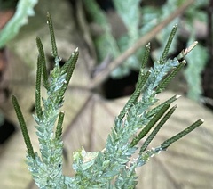 Selaginellaceae