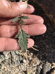 Chylismia claviformis