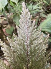 Selaginellaceae