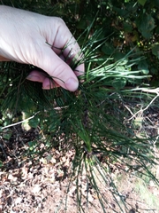 Pinus virginiana
