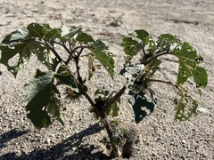 Datura