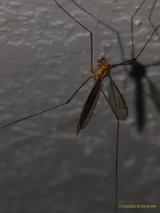 Nephrotoma ferruginea