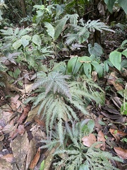 Selaginellaceae