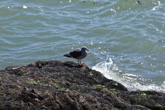 Leucophaeus scoresbii