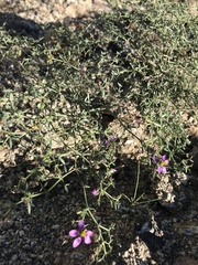 Fagonia laevis