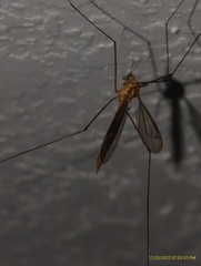 Nephrotoma ferruginea