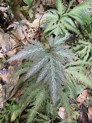 Selaginellaceae