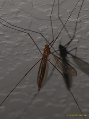 Nephrotoma ferruginea