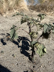 Datura