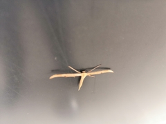 Emmelina monodactyla