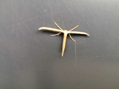 Emmelina monodactyla