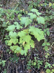 Ribes sanguineum glutinosum