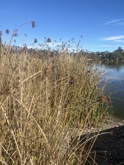 Schoenoplectus californicus