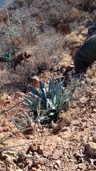 Agave colorata