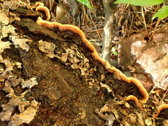 Punctularia strigosozonata