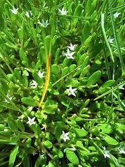 Lobelia irrigua