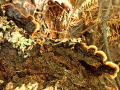 Punctularia strigosozonata